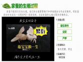 4.1.2 有性生殖增加了后代的多樣性 2025學(xué)年七年級(jí)下冊(cè)生物課件（濟(jì)南版2024）