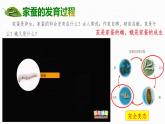 4.1.2 有性生殖增加了后代的多樣性 2025學(xué)年七年級(jí)下冊(cè)生物課件（濟(jì)南版2024）