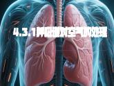 4.3.1 呼吸道对空气的处理 课件-2024-2025学年人教版生物七年级下册