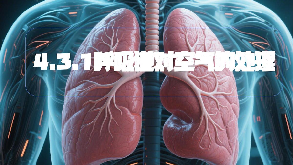 4.3.1 呼吸道对空气的处理 课件-2024-2025学年人教版生物七年级下册第1页