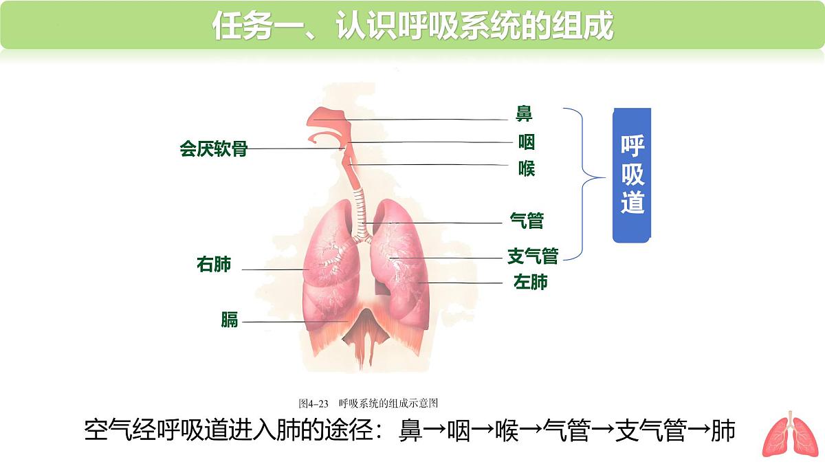 4.3.1 呼吸道对空气的处理 课件-2024-2025学年人教版生物七年级下册第5页