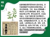 3.4.1 嘗試對生物分類（課件）-2024-2025學年六年級生物下冊（魯科版五四學制2024）
