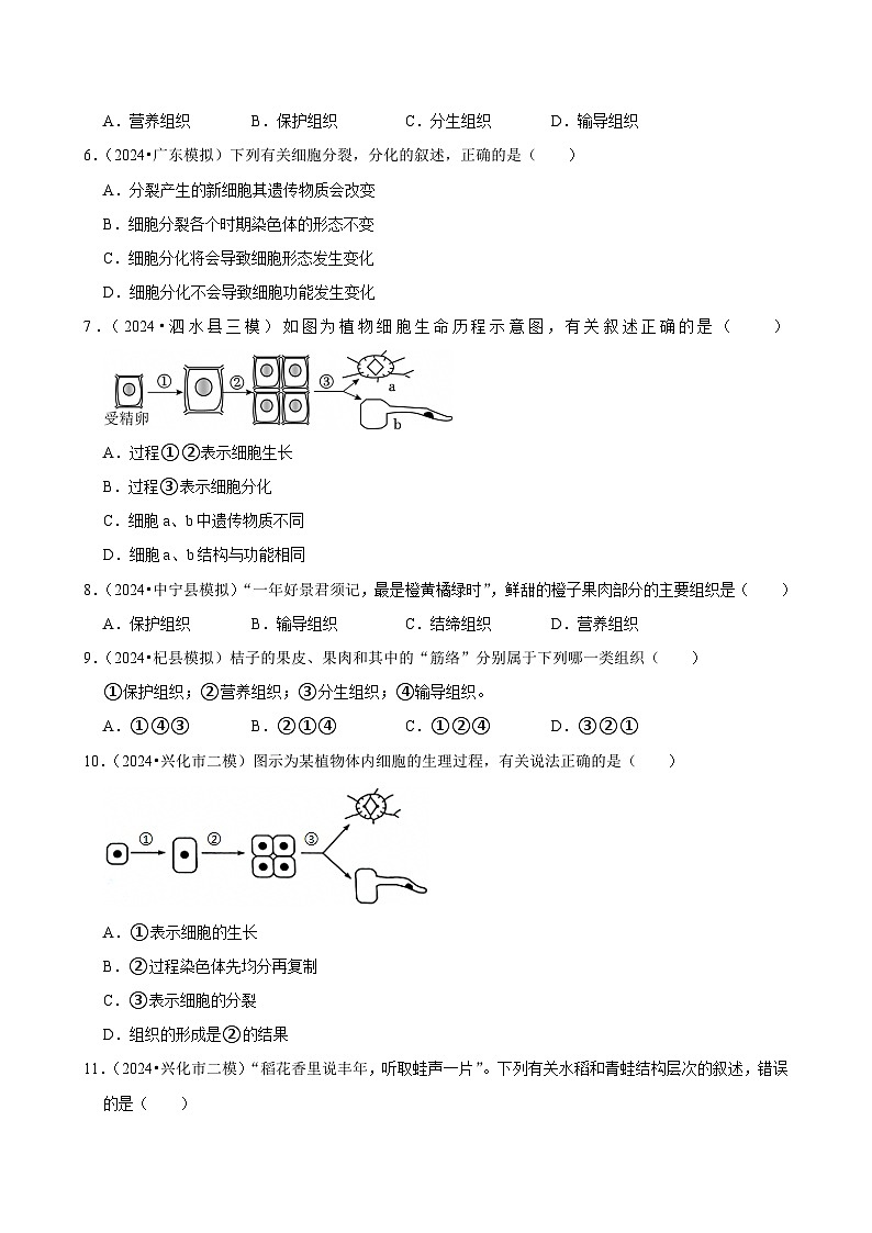 2025年中考生物三轮复习：生物体的结构层次 考点刷题练习题（含答案解析）第2页