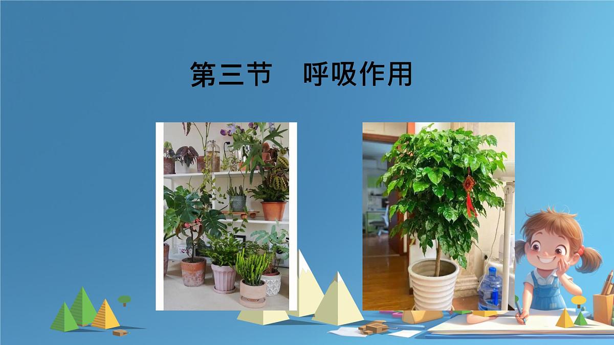初中生物人教版（2024）七年级下册（2024） 第三单元 植物的生活 第二章第三节 呼吸作用 课件第1页