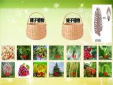 初中生物人教版（2024）七年級(jí)下冊(cè)3.1.1 種子的萌發(fā) 課件