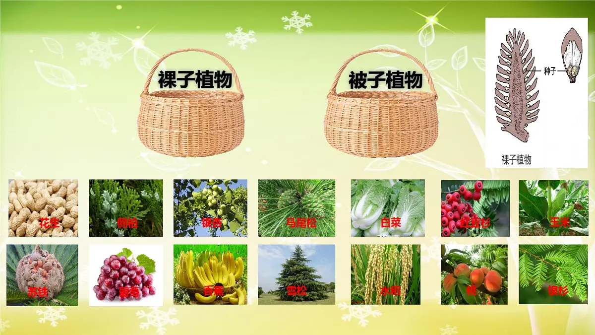 初中生物人教版（2024）七年级下册3.1.1 种子的萌发 课件第3页
