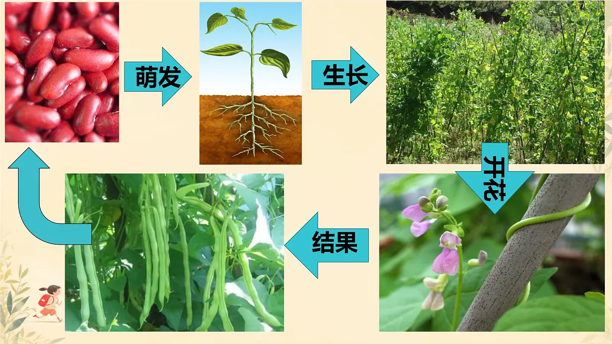 初中生物人教版（2024）七年级下册3.1.1 种子的萌发 课件第5页