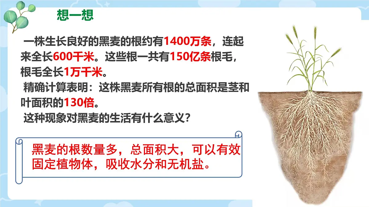 初中生物人教版（2024）七年级下册3.1.2 植株的生长 课件第3页