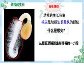 初中生物人教版（2024）七年級(jí)下冊(cè)3.1.2 植株的生長(zhǎng) 課件