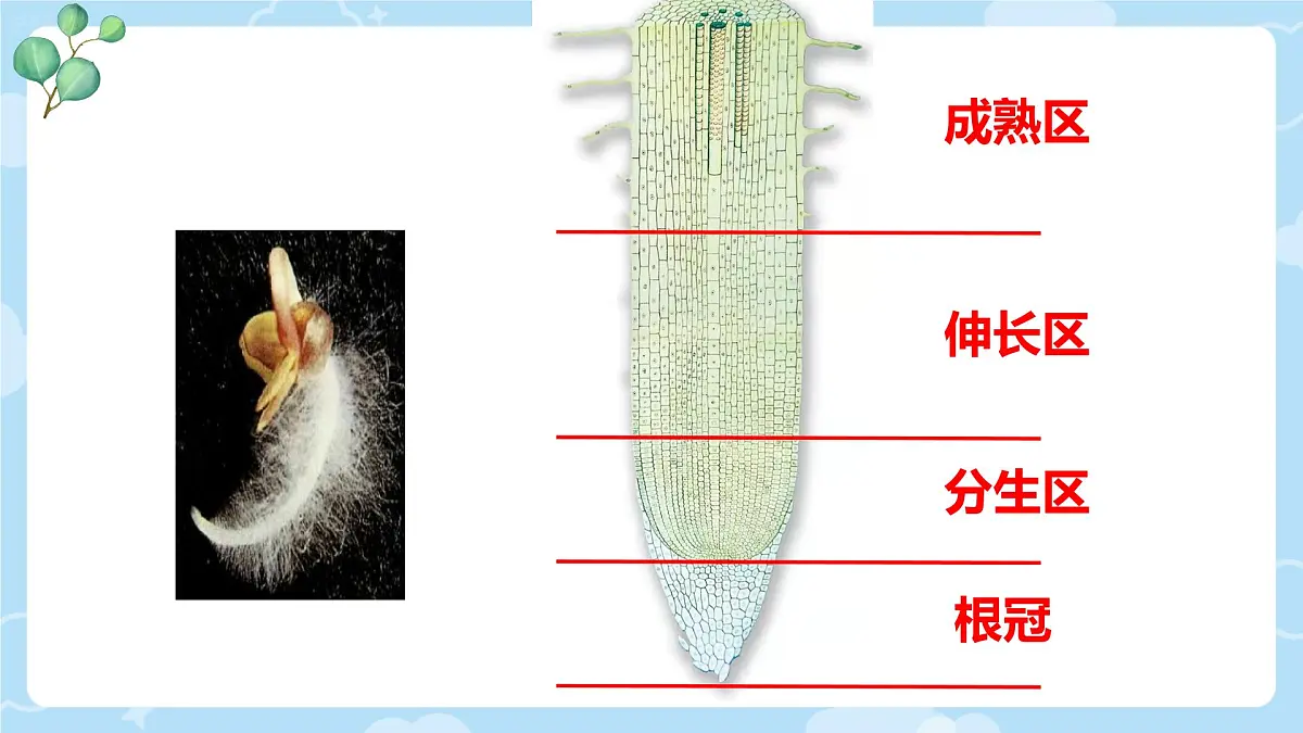 初中生物人教版（2024）七年级下册3.1.2 植株的生长 课件第5页