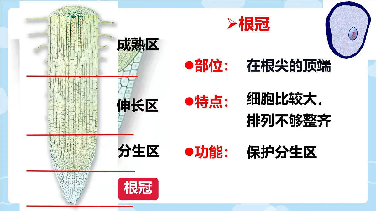 初中生物人教版（2024）七年级下册3.1.2 植株的生长 课件第6页