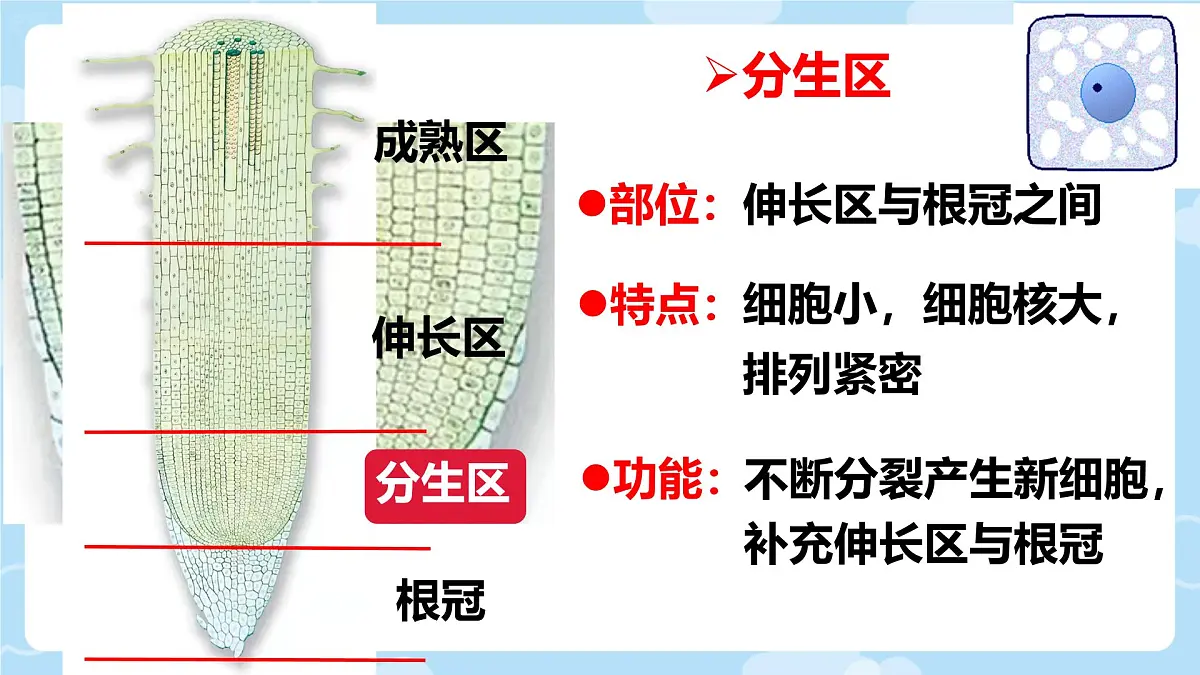 初中生物人教版（2024）七年级下册3.1.2 植株的生长 课件第7页