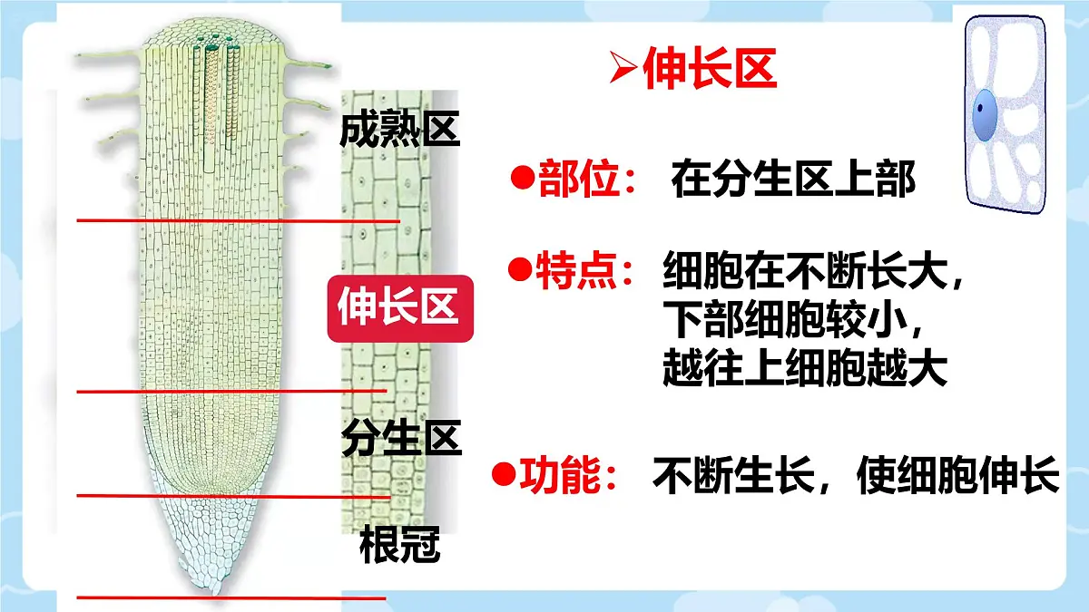 初中生物人教版（2024）七年级下册3.1.2 植株的生长 课件第8页