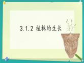 初中生物人教版（2024）七年級(jí)下冊(cè)3.1.2 植株的生長(zhǎng) 課件