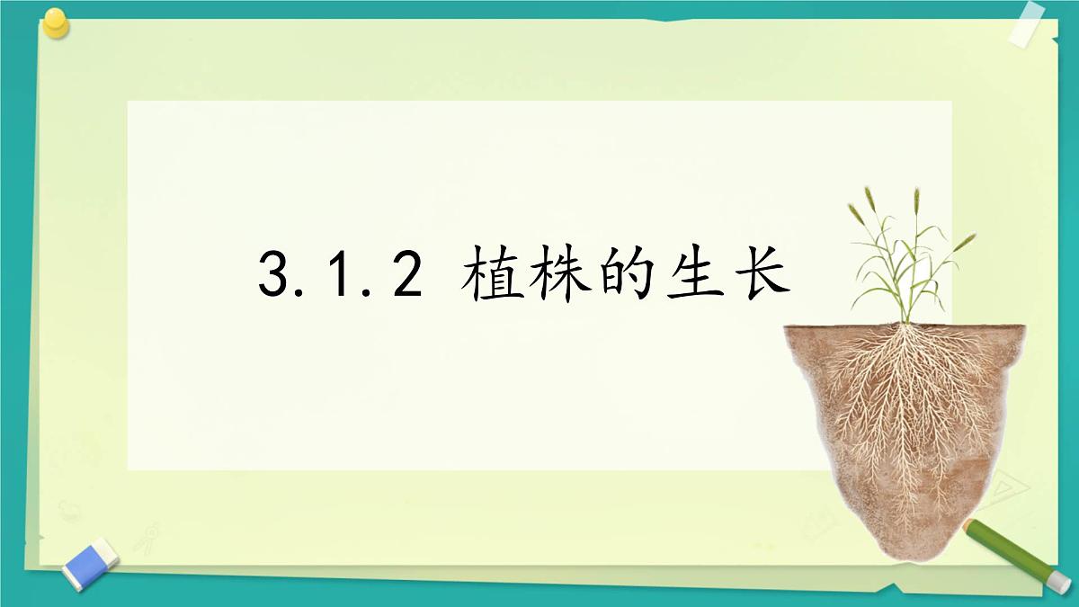 初中生物人教版（2024）七年级下册3.1.2 植株的生长 课件第1页