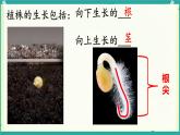 初中生物人教版（2024）七年級(jí)下冊(cè)3.1.2 植株的生長(zhǎng) 課件