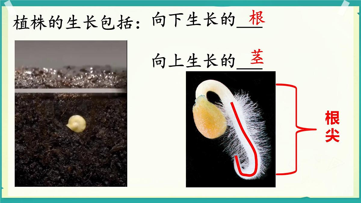 初中生物人教版（2024）七年级下册3.1.2 植株的生长 课件第3页