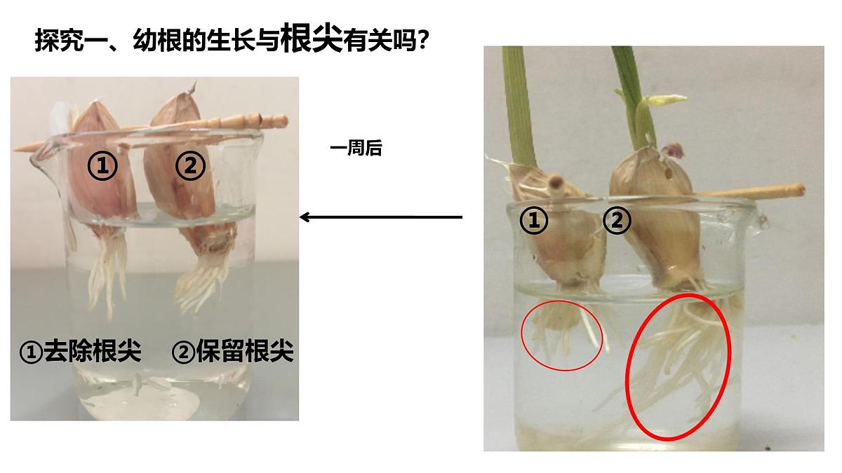 初中生物人教版（2024）七年级下册3.1.2 植株的生长 课件第4页
