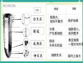 初中生物人教版（2024）七年級(jí)下冊(cè)3.1.2 植株的生長(zhǎng) 課件