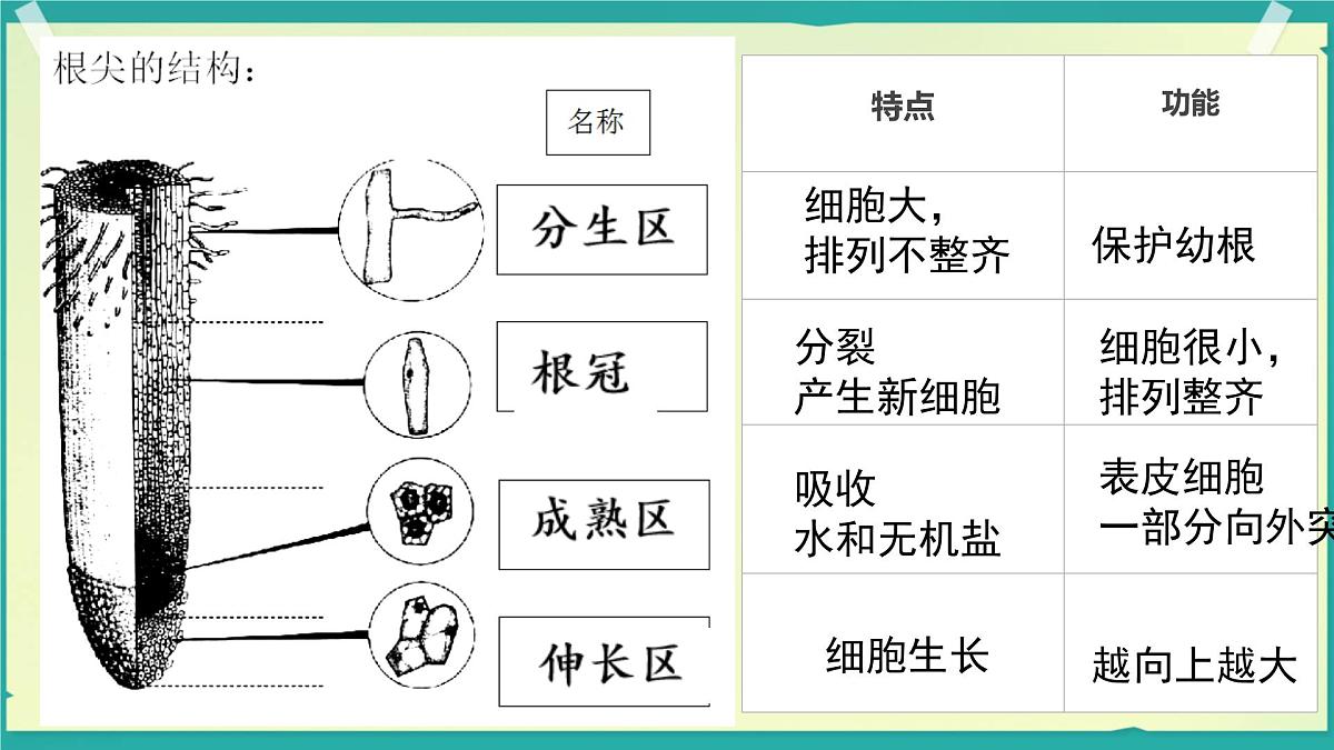 初中生物人教版（2024）七年级下册3.1.2 植株的生长 课件第5页