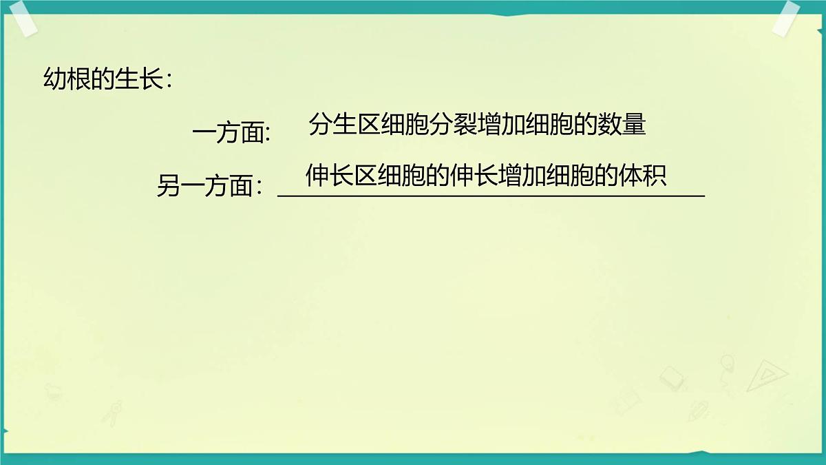初中生物人教版（2024）七年级下册3.1.2 植株的生长 课件第8页