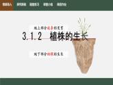 初中生物人教版（2024）七年級(jí)下冊(cè)3.1.2 植株的生長(zhǎng) 課件