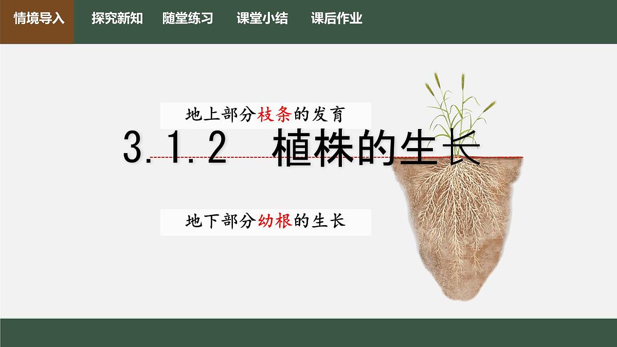初中生物人教版（2024）七年级下册3.1.2 植株的生长 课件第1页