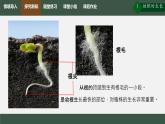 初中生物人教版（2024）七年級(jí)下冊(cè)3.1.2 植株的生長(zhǎng) 課件