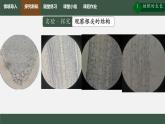 初中生物人教版（2024）七年級(jí)下冊(cè)3.1.2 植株的生長(zhǎng) 課件