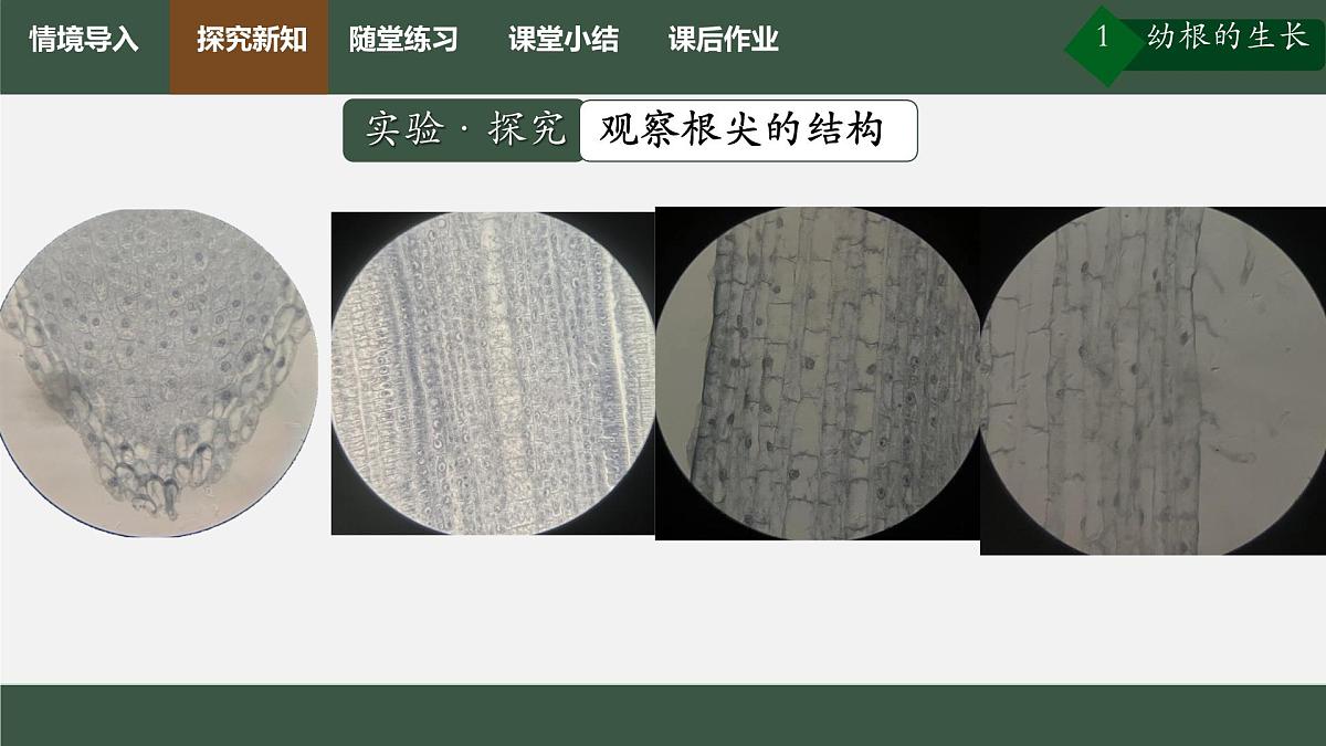 初中生物人教版（2024）七年级下册3.1.2 植株的生长 课件第4页