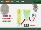 初中生物人教版（2024）七年級(jí)下冊(cè)3.1.2 植株的生長(zhǎng) 課件