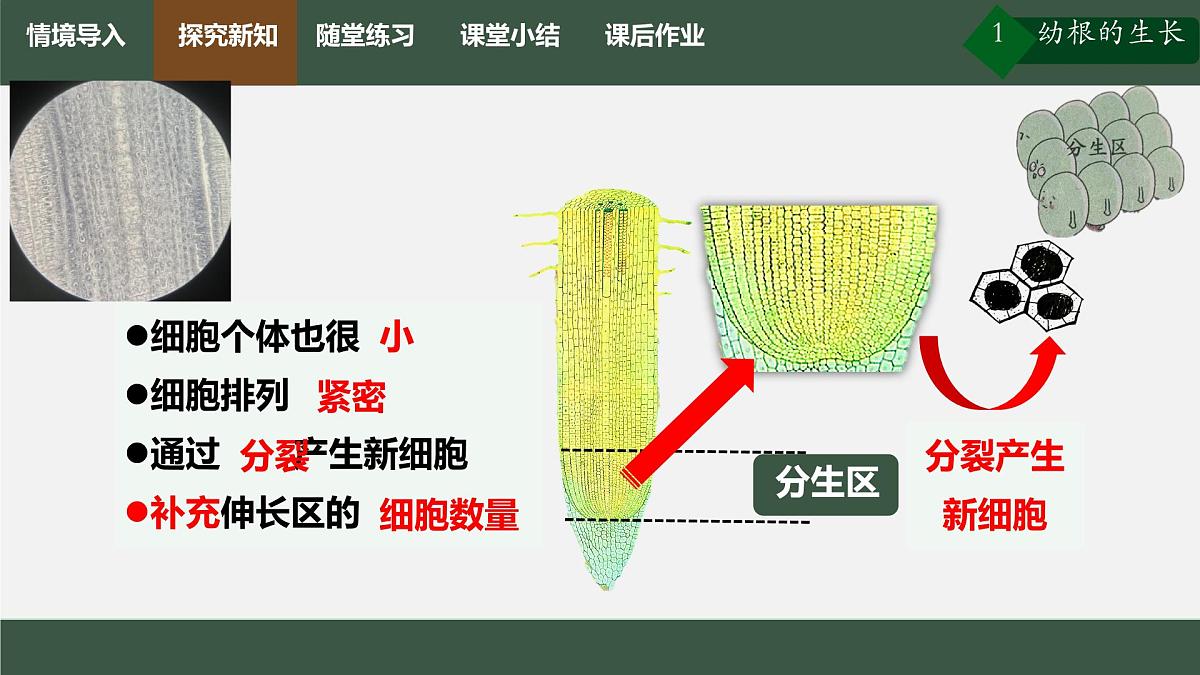 初中生物人教版（2024）七年级下册3.1.2 植株的生长 课件第6页