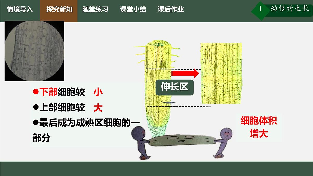 初中生物人教版（2024）七年级下册3.1.2 植株的生长 课件第7页