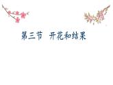 初中生物人教版（2024）七年級下冊3.1.3 開花和結(jié)果 課件