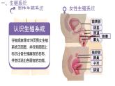 初中生物人教版（2024）七年級(jí)下冊(cè)4.1.1 人的生殖 課件