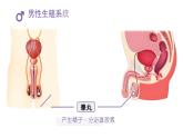 初中生物人教版（2024）七年級(jí)下冊(cè)4.1.1 人的生殖 課件