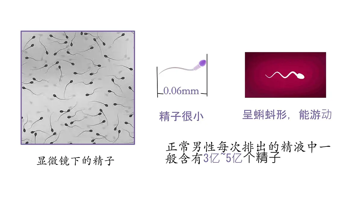 初中生物人教版（2024）七年级下册4.1.1 人的生殖 课件第4页