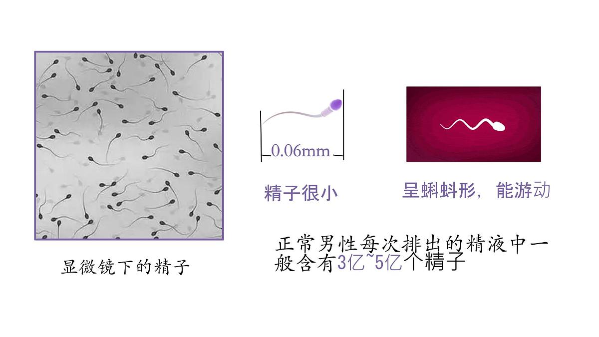 初中生物人教版（2024）七年级下册4.1.1 人的生殖 课件第4页