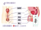 初中生物人教版（2024）七年級(jí)下冊(cè)4.1.1 人的生殖 課件