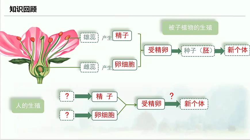 初中生物人教版（2024）七年级下册4.1.1 人的生殖 课件第2页