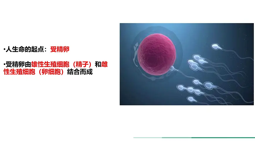 初中生物人教版（2024）七年级下册4.1.1 人的生殖 课件第3页