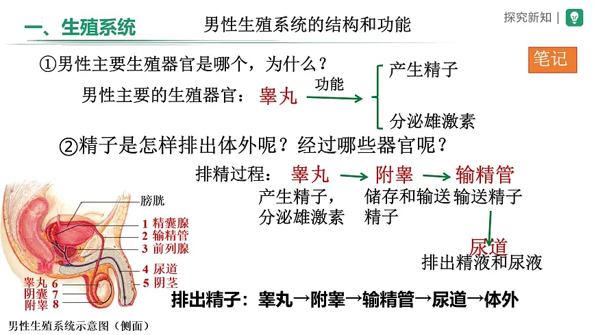 初中生物人教版（2024）七年级下册4.1.1 人的生殖 课件第8页
