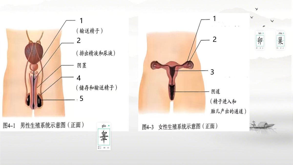 初中生物人教版（2024）七年级下册4.1.1 人的生殖 课件第3页