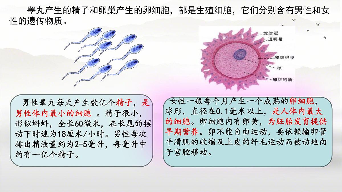 初中生物人教版（2024）七年级下册4.1.1 人的生殖 课件第5页