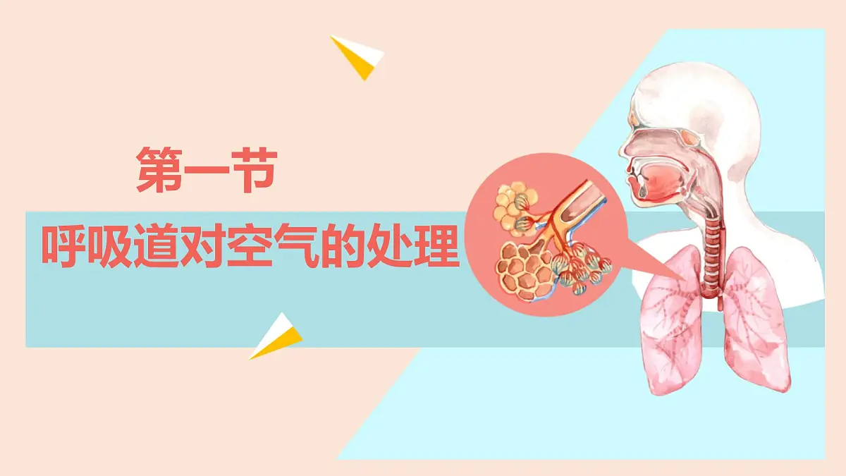 初中生物人教版（2024）七年级下册4.3.1 呼吸道对空气的处理 课件第1页
