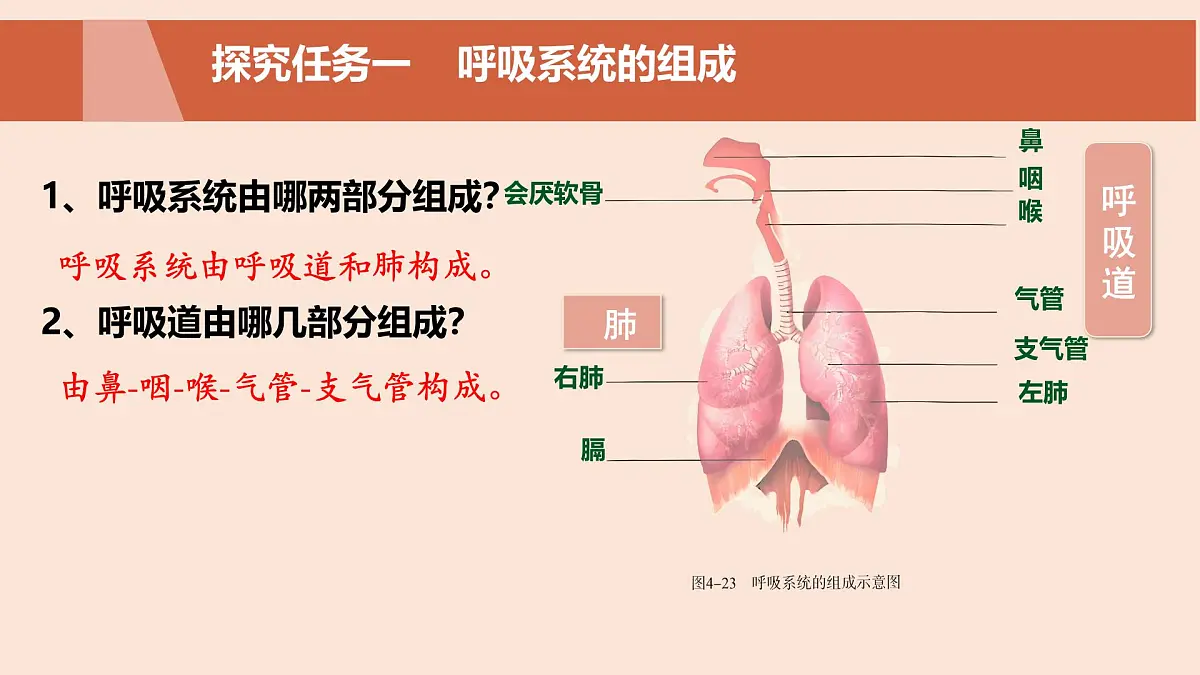 初中生物人教版（2024）七年级下册4.3.1 呼吸道对空气的处理 课件第4页