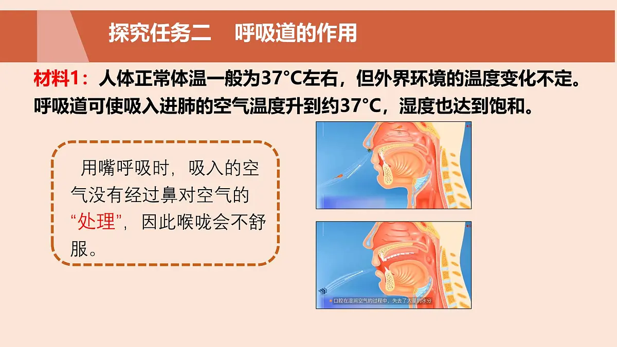 初中生物人教版（2024）七年级下册4.3.1 呼吸道对空气的处理 课件第6页