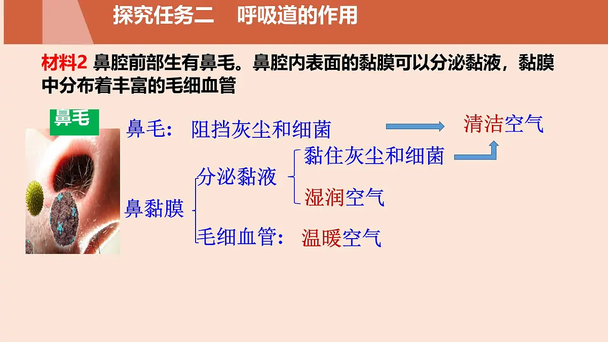 初中生物人教版（2024）七年级下册4.3.1 呼吸道对空气的处理 课件第7页