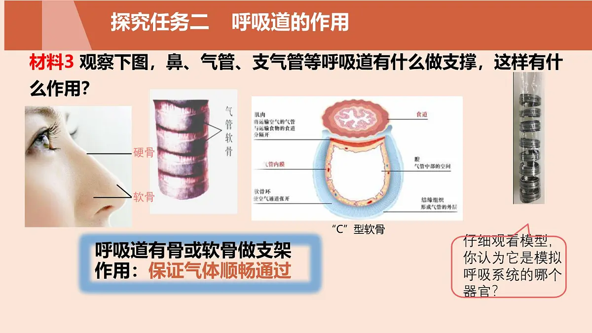 初中生物人教版（2024）七年级下册4.3.1 呼吸道对空气的处理 课件第8页