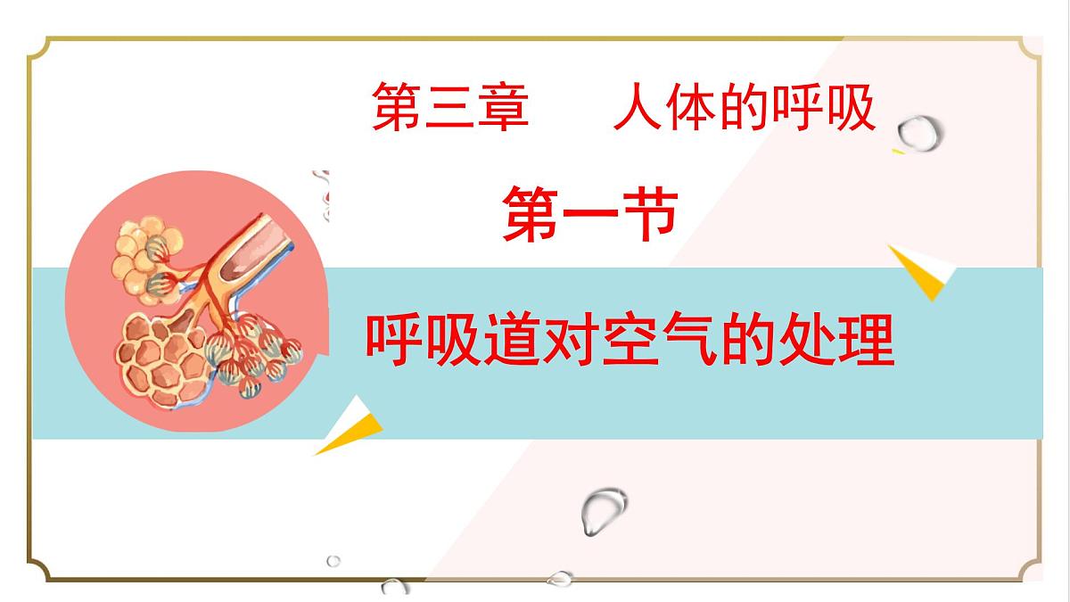 初中生物人教版（2024）七年级下册4.3.1 呼吸道对空气的处理 课件第1页